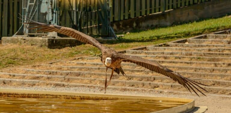 best wingspan expansion